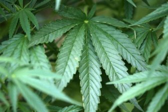 Drogenfund in Plauen: Hanfplantage im Schlafzimmer -