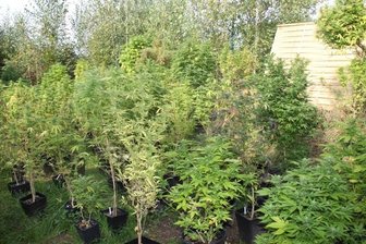Drogenplantage in Chemnitz ausgehoben -