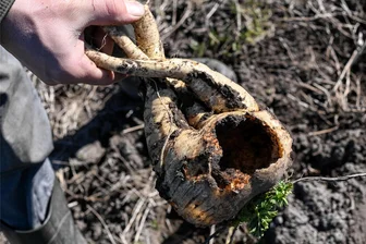 Düngen, umpflanzen, überwintern: Was jetzt noch im Garten zu tun ist - Hier haben sich Wühlmäuse bedient: Sie höhlen Wurzelgemüse wie diese Pastinake einfach aus.