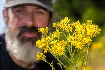 Dürre im Erzgebirgskreis begünstigt Giftpflanze, die Pferde töten kann - Kay Meister zeigt die Blütenstände des Jakobs-Greiskrautes. Die Giftpflanze findet er inzwischen sogar auf den Bergwiesen.