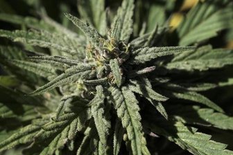 Duo mit 21 Cannabispflanzen auf dem Sonnenberg unterwegs -