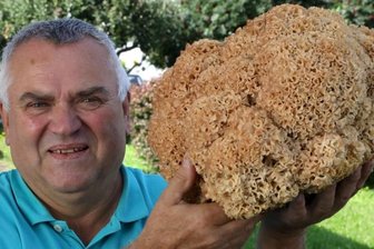 Echt fette Henne im Wald entdeckt - Diese 3,4 Kilogramm schwere Krause Glucke, einen heimischen Speisepilz, entdeckte Bernd Rößler im Wald bei Zwönitz.