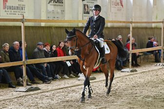 Edle Hengste in Seelitz: Excalibur, Abraxas und Bon Voyage stellen sich vor - Zur Präsentation 2024 zeigte Gestütoberwärterin Vanessa Ebert Hengst Comme la vie.