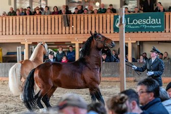 Edle Pferde in Seelitz zu bestaunen - Präsentiert wurden die edlen Tiere unter anderem an der Hand geführt.