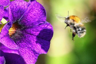 Effizient - Bieten Hummeln Orientierung: Gemusterte Blüten. 