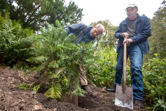Ehemaliger Friedhof ist Oase für Spaziergänger: Wieder seltener Baum im Plauener Arboretum gepflanzt -