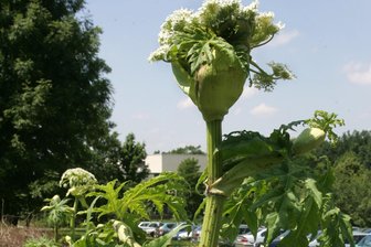 Ehrenfriedersdorf: Experten vermitteln Wissen über Neophyten - Der Riesen-Bärenklau zählt unter die Neophyten.