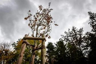 Ehrenhain Burgstädt: Stadt reagiert auf Kritik - Inzwischen liegt Schnee im Park Wettinhain und im neu angelegten Ehrenhain. Dort sind zwei Bäume eingegangen.