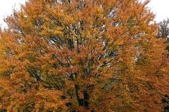 Eiche, Buche & Co. sollen Lücken im Stadtwald füllen - Die Rotbuche ist 2022 erneut zum Baum des Jahres gekürt worden. Auf 11,6 Hektar wird das Potenzial im Freiberger Stadtwald zur Naturverjüngung bei der trockenresistenten Buche taxiert. 