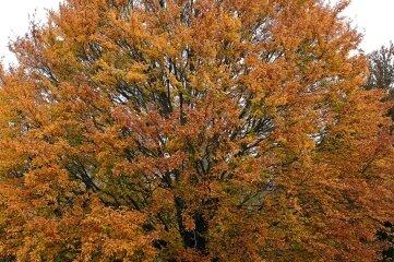 Eiche, Buche & Co. sollen Lücken im Stadtwald füllen - Die Rotbuche ist 2022 erneut zum Baum des Jahres gekürt worden. Auf 11,6 Hektar wird das Potenzial im Freiberger Stadtwald zur Naturverjüngung bei der trockenresistenten Buche taxiert. 