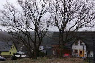 Eichen müssen nicht weichen - Durch das Eingreifen von Anwohnern sind diese Eichen am Hermann-Löns-Weg nicht gefällt, sondern nur ausgeschnitten worden.
