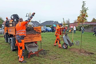 Eichen und Ginkgos auf neuer Baumwiese gepflanzt - Die Mitarbeiter des Baubetriebshofes unterstützten die Baumspender pflanzen der Eichen und Ginkgos.