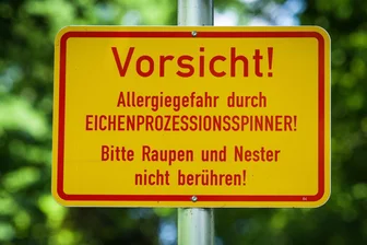 Eichenprozessionsspinner breitet sich in Sachsen aus - Der Schädling breitet sich auch in Sachsen aus. (Archivbild)