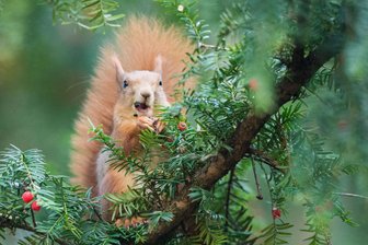 Eichhörnchen-Familienführung in Altzella: Findig, flauschig, flink -