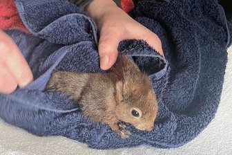 Eichhörnchen-Retter aus dem Vogtland appelliert: Leute, deckt eure Wasserfässer ab! - Wie gut, dass gleich um die Ecke der Wickeltisch für Enkeltochter Lia steht. Die Petzolds rubbelten das klitschnasse Eichhörnchen sofort trocken. Dann wollte es gar nicht mehr weg von Heiko Petzoldts wärmender Brust.