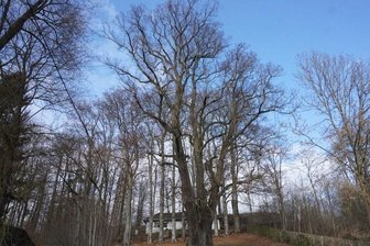 Eichigter Körnerlinde als nationales Baum-Erbe? - Die Körnerlinde steht in Eichigt nahe der Katharinenkirche. Eine Vermessung 2003 ergab einen Stammumfang von 8,16 Meter. 