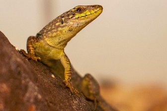 Eidechse schmuggelt sich in einer Apfelsinenkiste von Sizilien bis ins Vogtland - Diese Mauereidechse hat erst einmal im Plauener Tierheim ein neues Zuhause gefunden. 