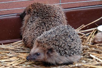 «Eierlikör-Igel» werden auf Erfurter Zoo-Gelände in Freiheit entlassen - Die Polizei brachte die beiden berauschten Igel zur Ausnüchterung in den Erfurter Zoo.