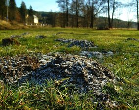 Eifrige Buddler graben sich durch vogtländische Wiesen - 
              <p class="artikelinhalt">Derzeit bedeckt keine Schneedecke die fleißig geschobenen Maulwurfshügel auf den Elsterwiesen in Unterwürschnitz. </p>
            