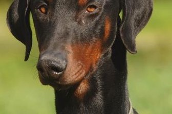 Eigenen Hund gequält: Chemnitzer muss Strafe zahlen - Opfer der Attacke im Hinterhof eines Mehrfamilienhauses soll eine Dobermann-Hündin gewesen sein.