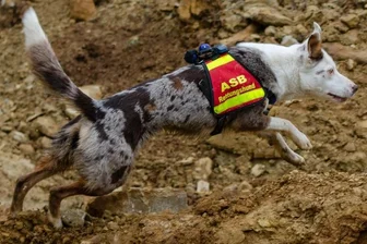 Ein besonderes Näschen für Menschen in Not - Carola Deppler hat Yuuwa zum Rettungshund ausgebildet. In Zwickau sollen nun weitere Artgenossen folgen.
