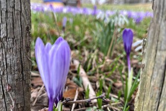 Ein bisschen Frühling im Erzgebirge: Blühende Krokusse und Mini-Häuschen locken ins Freie - Fotomodels in Zartlila. Dass die Krokuswiesen bereits im Februar in Schlößchen blühen, ist im Erzgebirge doch recht ungewöhnlich.