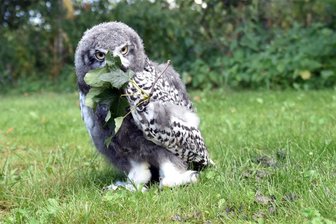 Ein Federknäuel erobert in Augustusburg die Herzen: Der neue Star auf dem Falkenhof - Ich beobachte Dich! Eine Schnee-Eule ist aktuell der Star des Adler- und Falknerhofes in Augustusburg. Das 1-Kilo-Federbündel entdeckt gerade die Welt.