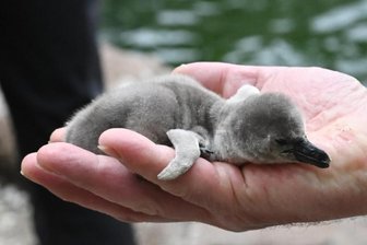 Ein Häufchen Pinguin - leichter als ein Stück Butter - 