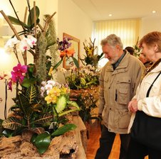 Ein Hauch von ewigem Sommer - 
              <p class="artikelinhalt">Manfred und Leonore Müller aus Jahnsdorf bestaunen den bunten Orchideengarten im Niederwürschnitzer Vereinshaus. </p>
            