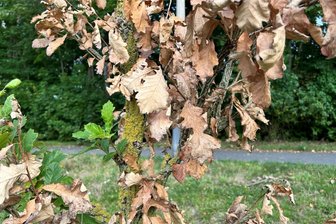 Ein heißer Tag nach dem anderen: Hitze und Trockenheit machen Plauens Bäumen zu schaffen - Diese Eiche wurde testweise an der Erich-Ohser-Straße gepflanzt. Ob sie wieder entfernt wird, entscheidet sich im Herbst.