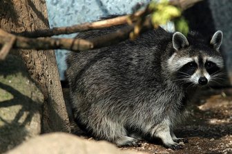 Ein herbstlicher Bummel durch den Tierpark - 
              <p class="artikelinhalt">Im Tierpark Hirschfeld leben die Waschbären mit den Stachelschweinen zusammen. </p>
            