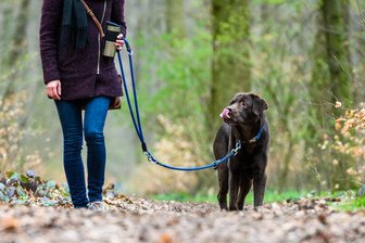 Ein Hund als „Luxusgegenstand“? Stadtrat von Limbach-Oberfrohna streitet über Hundesteuer-Erhöhung - Die Hundesteuer sorgte im Stadtrat von Limbach-Oberfrohna für Diskussionen.