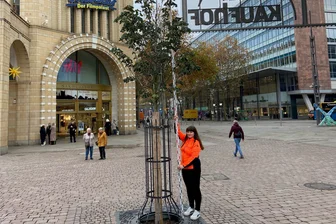 Ein Jahr Chemnitzer Marktbaum: Wie stark ist die Silberlinde gewachsen? - Auf das Foto passt der Marktbaum im Querformat schon nicht mehr drauf. Tina Holland-Moritz von der Firma Wuttke hat die Silberlinde am Freitag vermessen.