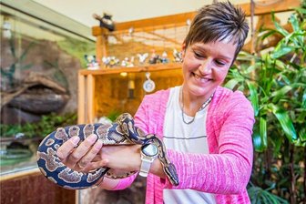 Ein Königspython zieht um: Steini lebt jetzt in Aue - Franziska Meier von der Gemeindeverwaltung Bockau mit Steini, dem Königspython. Der kam am Donnerstag in den Auer Zoo der Minis ins Terrarium von Artgenossin Elisabeth, die seit 2013 in Aue lebt. 