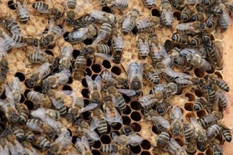 Ein Leben für die Bienen - Auf diesem Foto kann man den fleißigen Bienen der Imkerin bei ihrer Arbeit zusehen. 