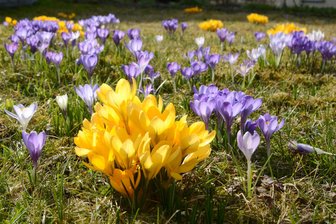 Ein Meer aus Blüten: Krokuswiese im Vogtland zieht Blicke auf sich - 