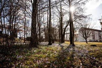 Ein Meer aus Krokussen in Freiberg -