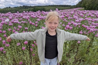 Ein Meer aus pinkfarbenen Blüten im Vogtland - Die Landschaft zwischen Gunzen und Wohlbach hat sich in ein pinkfarbenes Meer verwandelt.