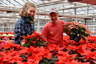 Ein Meer aus Weihnachssternen in Limbach-Oberfrohna - Um die 8000 Weihnachtssterne sind derzeit in der Gärtnerei Zülchner zu finden.