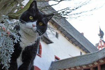 Ein Miauen allerorten - Schloss Rochsburg zeigt die Welt der Katzen - Schloss Rochsburg war Arthurs Revier. Im März starb der Kater.
