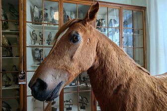 Ein Museum mit Erklärungen statt „Geschichts-Cancel-Kultur“ - Das Naturalienkabinett Waldenburg wirkt mit Ausstellungsstücken wie dem präparierten Pferd wie eine Skurrilitätenkammer. Doch die einmalige Sammlung erzählt in ihren Details auch die Geschichte des deutschen Museumswesens nach.