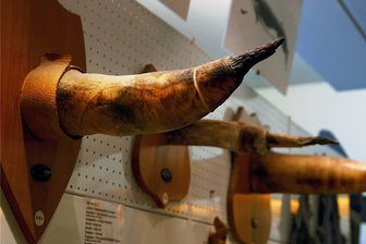 Ein Museum zieht blank: Vorsicht, Phallus! - Einen Sammlungsschwerpunkt des Phallus-Museums bilden die Geschlechtsorgane von Walen. Im Bild drei Phalli von Seiwalen.