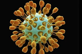 Benannt sind Coronaviren nach ihrer Form. Die runden Viruspartikel verfügen über sogenannte Peplomere, Spitzen, die kranz- oder kronenförmig aus dem Viruskörper herausragen. 