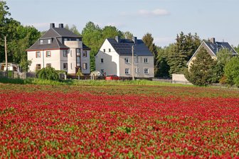 Ein neuer fotogener Farbton auf Feldern bei Oberlungwitz sorgt für Fragezeichen und viel Interesse - Zwischen Oberlungwitz und Hohenstein-Ernstthal gibt es derzeit viel Rot auf den Feldern.