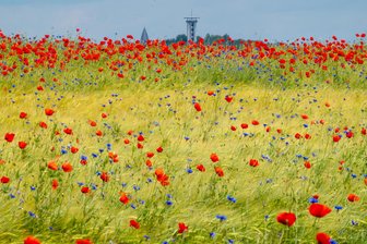 Ein Paradies für Insekten: Blühende Getreidefelder am Plauener Stadtrand -