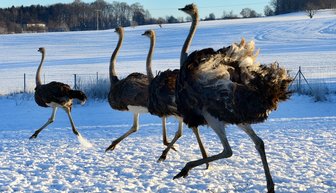 Ein tierischer Schneewalzer -