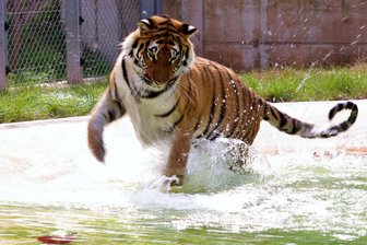 Ein Tiger mit Goldzahn -