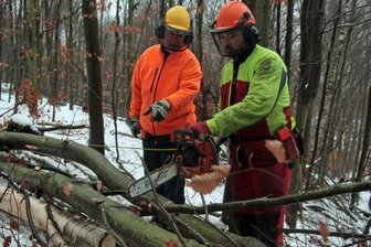Marcel Zeun und die anderen Auszubildenden bei der Arbeit im Wald