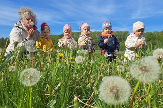 Ein- und zweijährige Augustusburger präsentieren Pusteblumen-Bilder in einer kleinen Ausstellung - Alle Kinder des Mäusestübchens strengten sich an, die Löwenzahnsamen abzupusten.