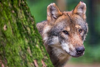 Ein Wolf als Marathonläufer im Vogtland - Wissenschaftler rätseln über genaue Herkunft - Fotografiert wurde der Wolf nicht, der nahe Heinersgrün Beute machte. Da er jedoch vermutlich durch halb Europa zog, muss es sich um ein stattliches Tier wie dieses gehandelt haben.